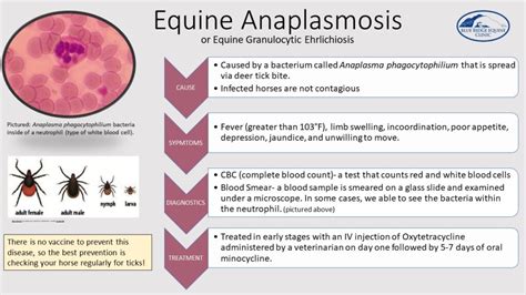 Understanding Anaplasmosis Causes Symptoms And Treatment Ask The