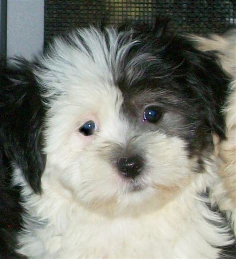 36 Best Maltese Shih Tzu Images On Pinterest Cute Dogs