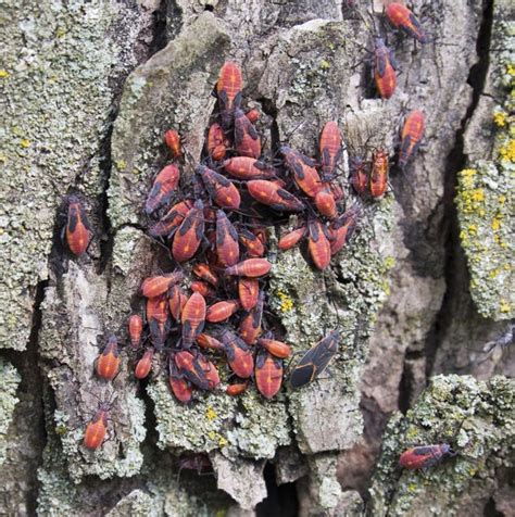Maple Tree Bugs Hunker