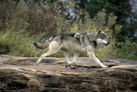Gray Wolf Running Stock Image F0320424 Science Photo Library