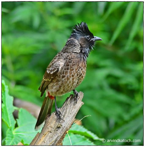 Indian Birds Photography And Details The Red Vented Bulbul