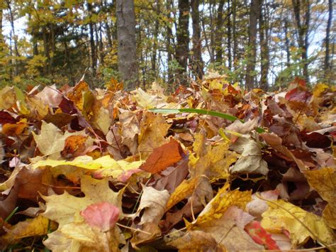 Autumn Leaves Free Stock Photo Public Domain Pictures