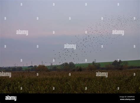 Beautiful large flock of starlings. During January and February