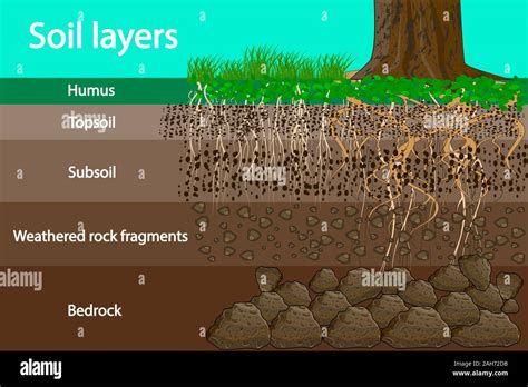 Soil Layer Scheme Or Diagram With Grass And Roots Earth Texture And