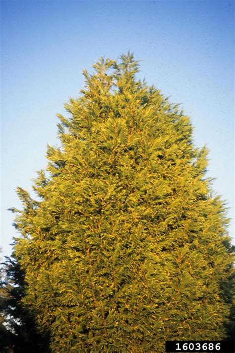 This vigorous plant can almost be seen growing as it. Leyland cypress, x Cupressocyparis leylandii (Pinales ...