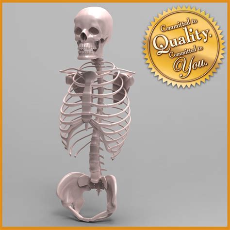 Torso Anatomy Skeleton The Ultimate Guide To Scoring High On The Hesi
