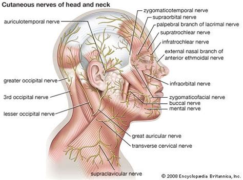 Human Nervous System The Peripheral Nervous System Britannica Com