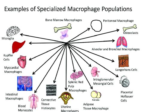 Macrophages Populate Most Tissues And Organs Of The Body Performing