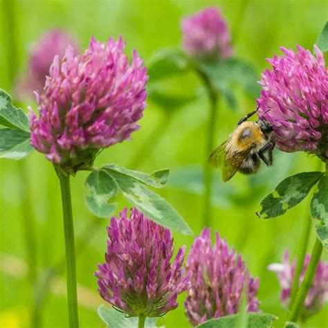 Red Clover Red Clover Advance Cover Crops Today Extracts From