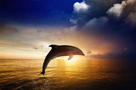 These Interesting Dolphin Food Facts Will Tell You What They Eat