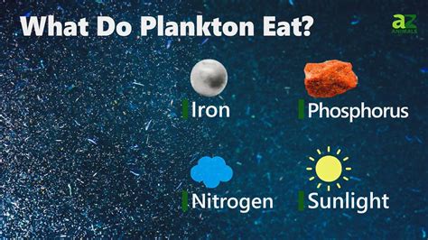 What Do Plankton Eat Their Diet Explained A Z Animals