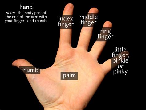 A Family Of Fingers How To Name Each Finger Of The Hand In Japanese Kokoro Media Vlr Eng Br