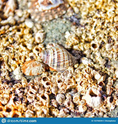 Seashells By The Seashore Stock Image Image Of Browns 152766049