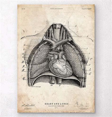 Herz Und Lunge Anatomie Kunst Ii Kunstdrucke Codex Anatomicus®