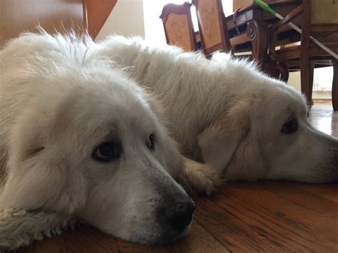 Science Confirms For Great Pyrenees Their Humans Are Their Parents