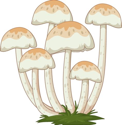 Many Mushrooms In Cartoon Style On White Background 2189155 Vector Art
