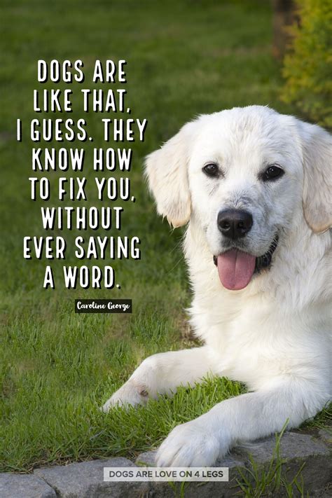 Beautiful Quotes On Dogs Shortquotescc