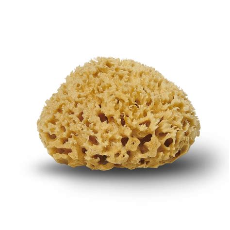 Natural Sea Sponge 50 65mm