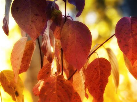 Free Images Tree Nature Branch Sunlight Leaf Fall Flower Petal