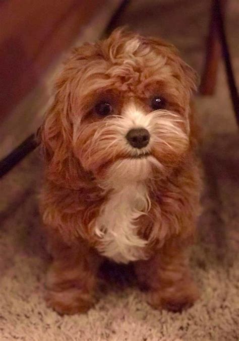 We breed cavapoo puppies to look cuter and less poodley than other breeders, making them instant for example, you might see different prices for full grown cavapoos, teacup cavapoo puppies for sale, mini cavapoo. Teacup Cavapoo Puppies for sale -Micro Cavapoos -Mini ...