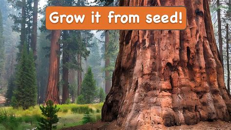 How To Grow Giant Sequoia From Seed Growing A Giant Redwood Youtube