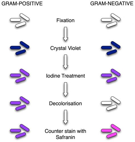 Gram Staining Principle Procedure Results Microbe Online