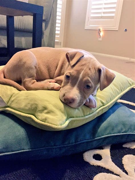 8 Week Old American Pitbull Terrier Pitbull Dog