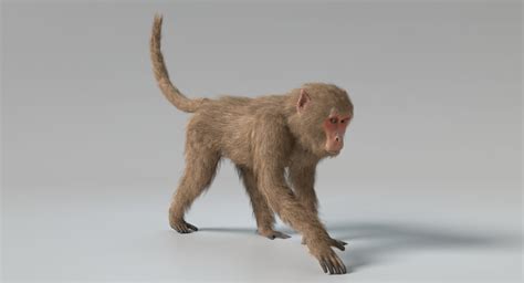 3d Monkey Animations Turbosquid 1384680