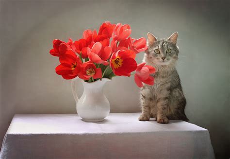 Cat Flower Pet Red Flower Tulip Wallpaper Resolution2774x1919 Id