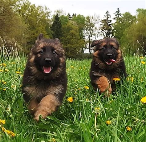 Long Haired West German Showline German Shepherd Puppies Zuflucht