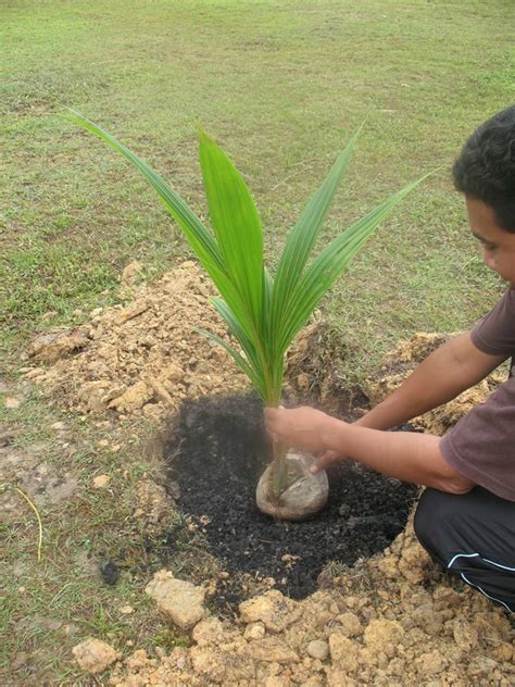 Pokok serai sangat mudah ditanam. Cara Menanam Anak Kelapa Yang Betul - MY INFO BERITA