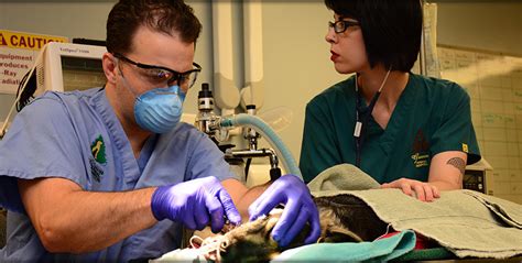 Seattle Veterinary Dentistry Vet Dentist For Pets