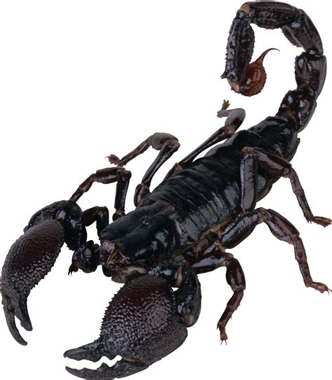 Scorpion PNG Image - PurePNG | Free transparent CC0 PNG Image Library png image