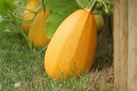 Spaghetti Squash Growing Stages Step By Step Guide Grower Today