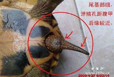We did not find results for: 石龟怎样分公母图片_百度知道
