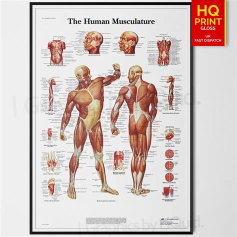 The muscular system anatomical chart human body muscle, imﾃ genes fotos de stock y vectores sobre muscle chart, diagram pictures superficial muscles of the back anatomy, labeled anatomy chart of back muscles on black, musculature anatomy chart poster laminated. HUMAN MUSCLE ANATOMY CHART BIOLOGY SCIENCE EDUCATION ...