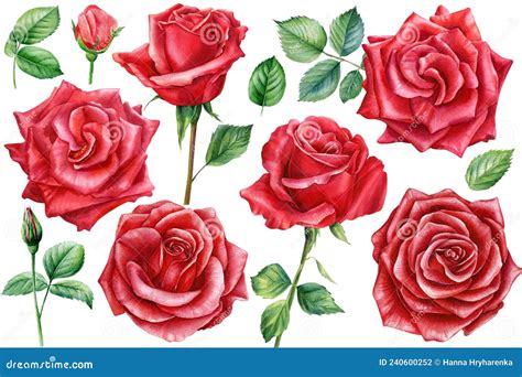 Set Red Rose Beautiful Flower On Isolated White Background Watercolor