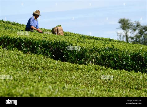 Farmer Harvesting Tea Leaf At The The Plantation In Patuha Bandung
