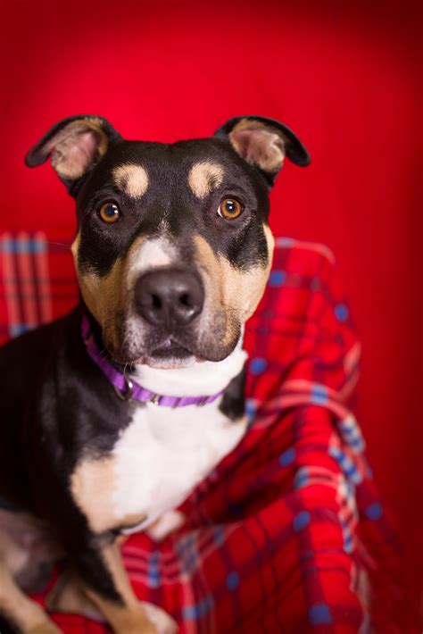 If you fancy having these types of canines, you train them to behave and stay calm when being handled. Shelter Dogs of Portland: "TRIP" tri-colored handsome ...