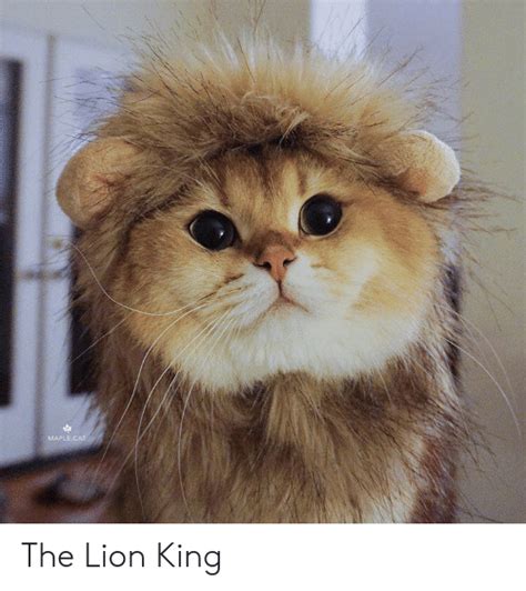 16 Cat Memes Lion King Factory Memes