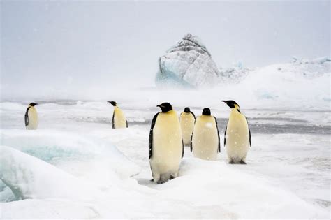 Emperor Penguins In Antarctica Penguins Emperor Penguin Antarctica