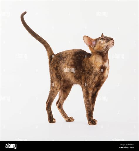 Tortoiseshell Oriental Shorthair Cat Felis Catus Looking Up Side