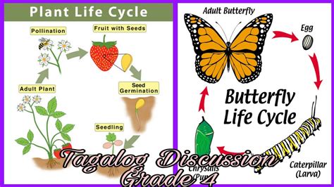 Science 4 Quarter 2 Life Cycle Of Plants And Animals Youtube