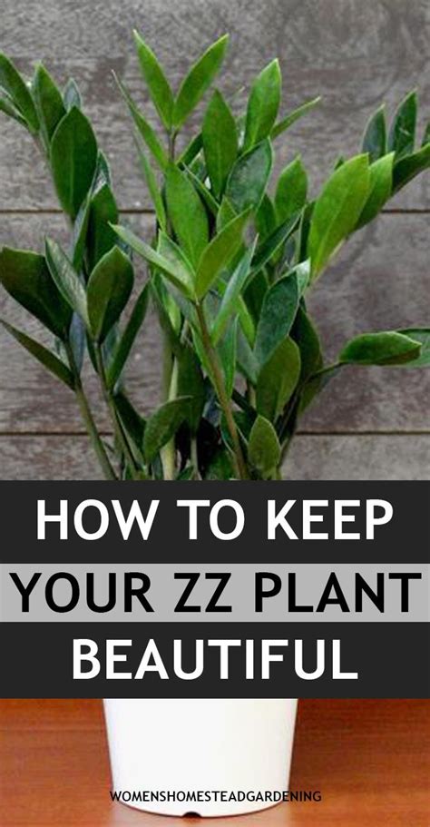 Zz Plant Care The Complete Guide In 2020 Zz Plant Care Plants