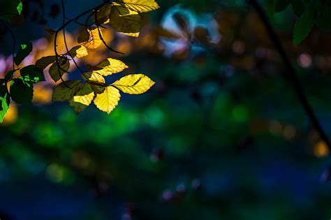 Hd Wallpaper Leaves Macro Trees Yellow Background Widescreen