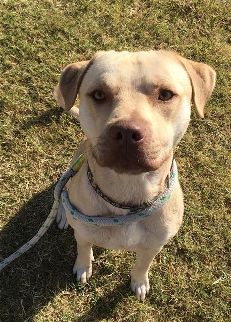 Cheddar Medium Male Labrador Retriever X American Staffordshire Bull