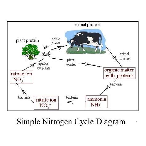 The nitrogen cycle is the biogeochemical cycle by which nitrogen is converted into various chemical forms as it circulates among the atmosphere, terrestrial, and marine ecosystems. Easy Diagram of Nitrogen Cycle Shows Conversions in the ...