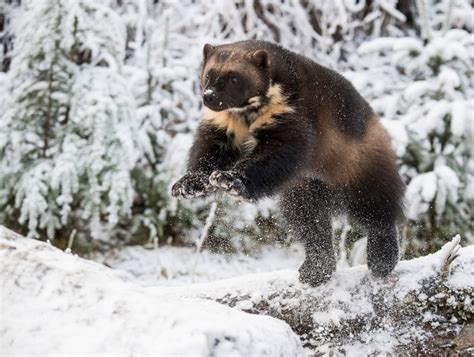 Wildlife I Josh Miller Photography