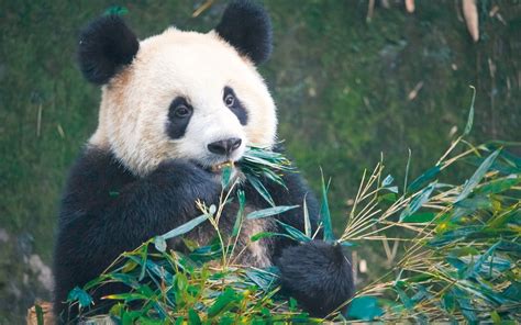 Rencontrer Les Pandas Géants Dans Leur Habitat Naturel Dans Le Sichuan