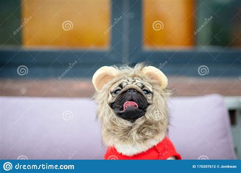 Cute Dog Pug Wearing Lion Costume Stock Photo Image Of Home